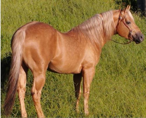 BUD SHADY RAINBOW (1 Cobertura)