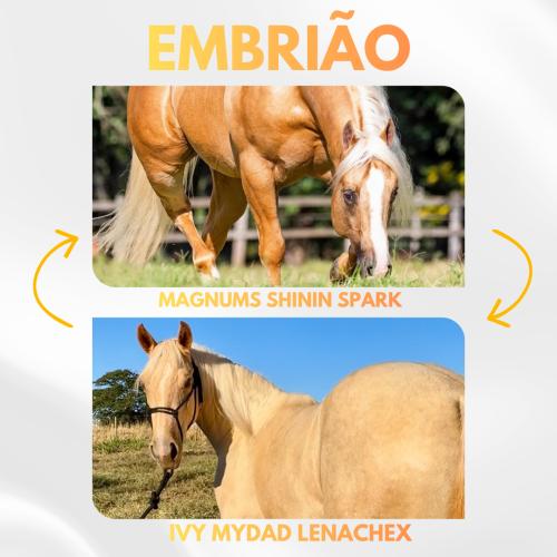 MAGNUMS SHININ SPARK X IVY MYDAD LENACHEX (Embrião a efetivar)