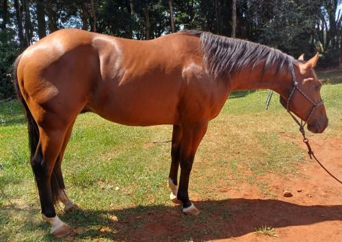 SNOOKY ROOSTERS BLUE