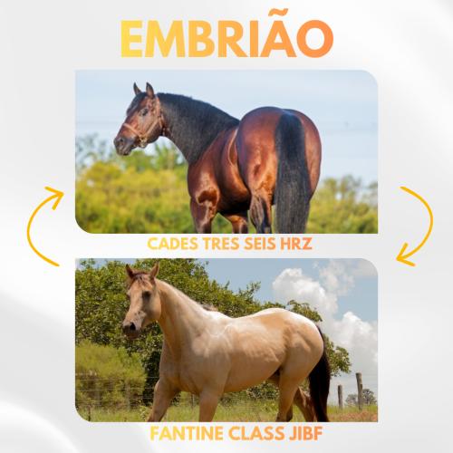 CADES TRES SEIS HRZ X FANTINE CLASS JIBF (Embrião a Efetivar)