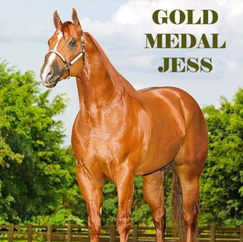 GOLD MEDAL JESS (1 Cobertura)