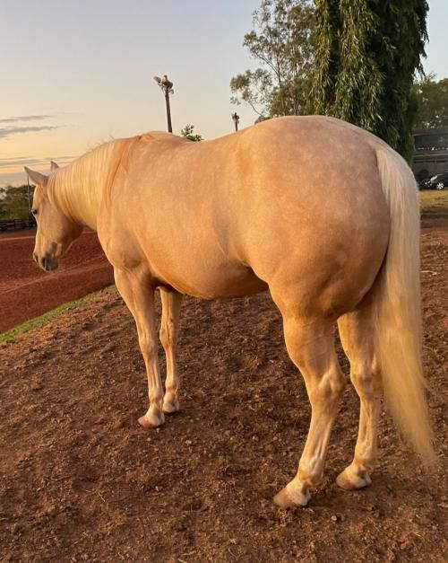 BELA ESMERALDA TOP (P+)