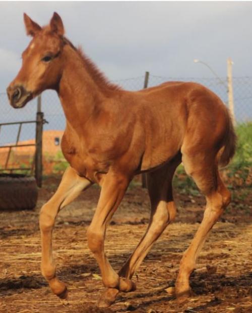 CROME SPARK CALIBURN X SHINNY ROLEX TAG