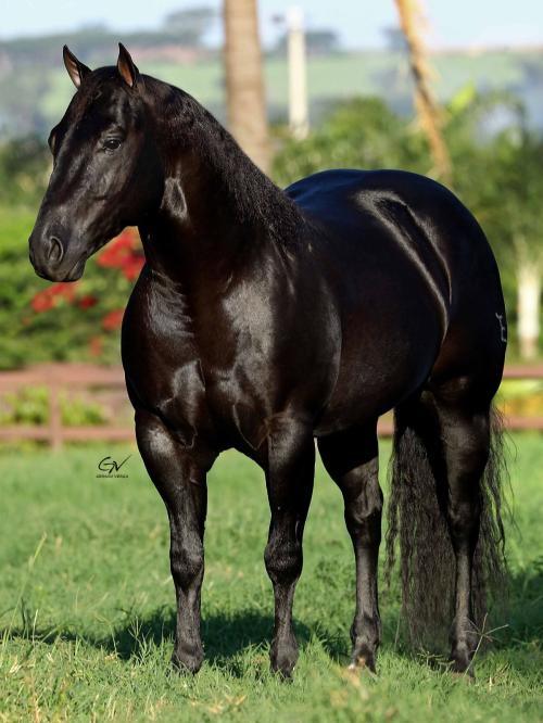 DARK TAG (1 Cobertura)