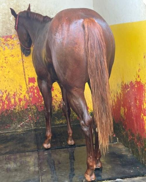 HE MAN EASE JESS SSA