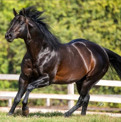 DESIGNER LEO (3 Coberturas)