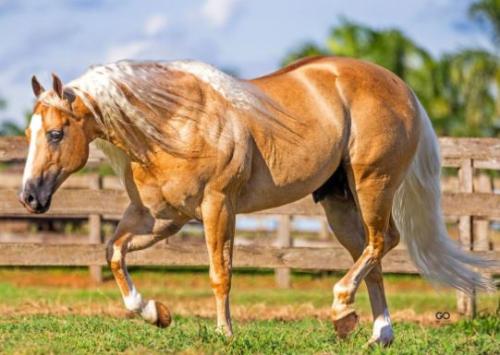 SHINING ZANS PARR (1 Cobertura)