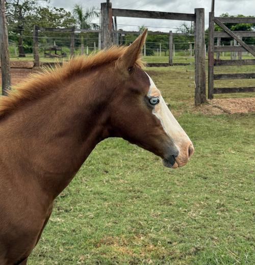 HOLLYWOOD GOLDEN GUN X KHIRA DEL CIELO