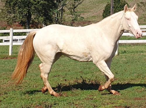 BUENA PATRON (Ventre)