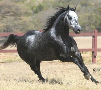 SHADY SILVER ROXO AD (S. Congelado)