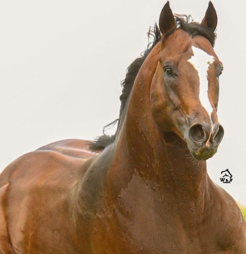 MUST GO REASON SA (1 Cobertura)