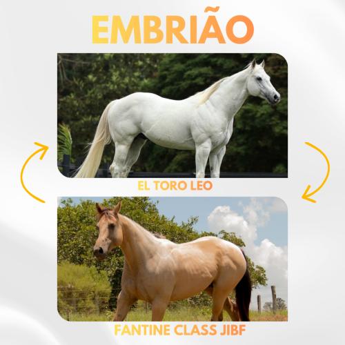 EL TORO LEO X FANTINE CLASS JIBF (Embrião a Efetivar)