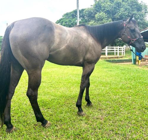LORENA STUD DOC