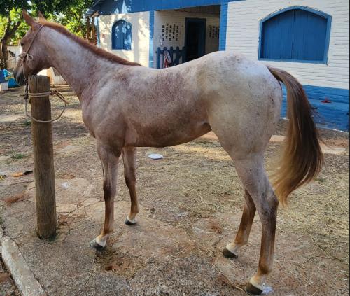 BET THIS ROANS A CAT X THORINHA OF MOON