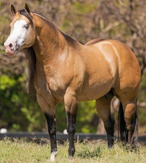 GUNOLOGY (1 Cobertura)