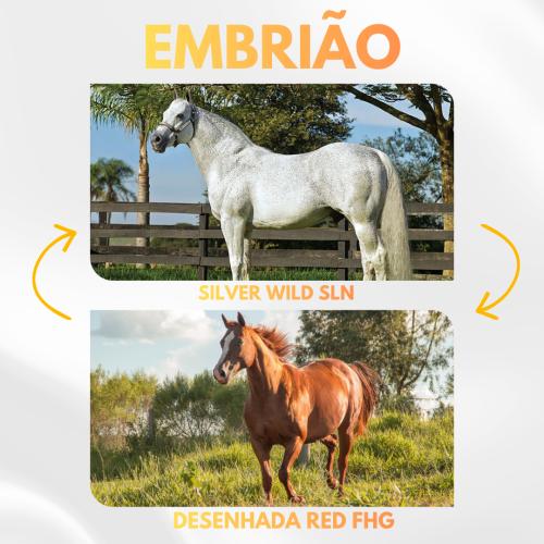 SILVER WILD SLN x DESENHADA RED FHG (Embrião a Efetivar)
