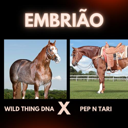WILD THING DNA X PEP N TARI (Embrião a efetivar)