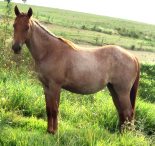 STREAK OF MOON X BELA DASH BROWN