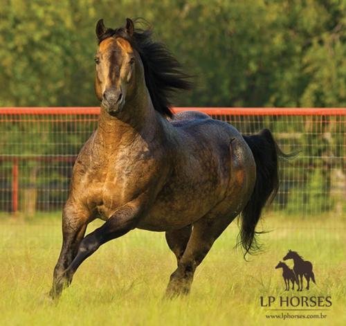 HIS STEADFAST HEART (1 Cobertura)