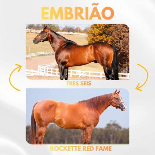 TRES SEIS X ROCKETTE RED FAME (Embrião a efetivar)
