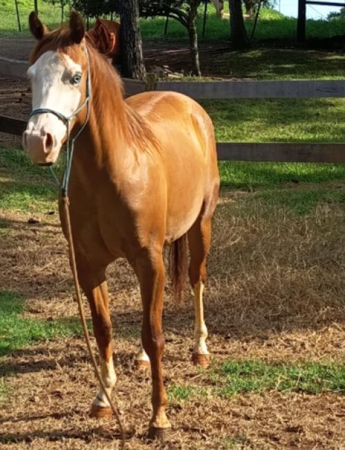 SUGAR POP STEP AHEAD X SHINING SUNDAY