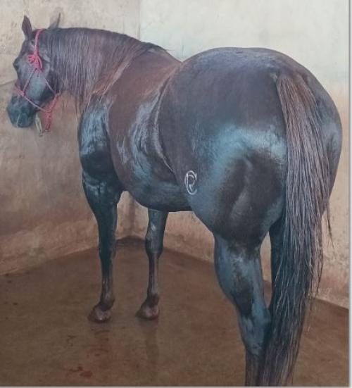 MISS ELLY TIMES (P+)