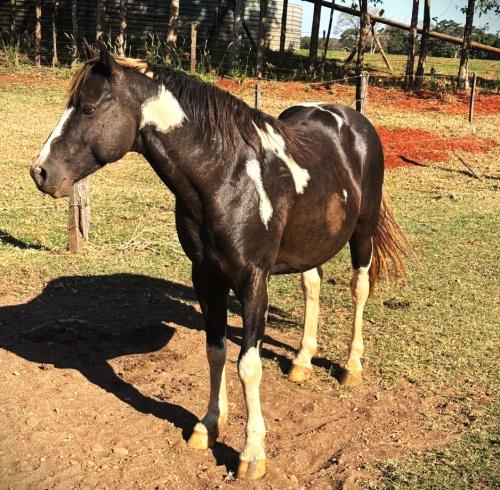 MISTER BLACK BROTHER LAKE