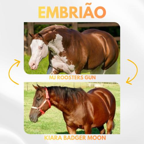 MJ ROOSTERS GUN X KIARA BADGER MOON (Embrião efetivado)