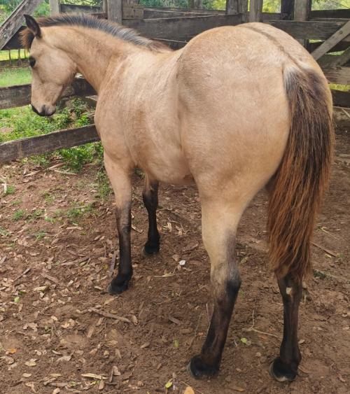 EROS PHANTON GUN x BET ON BLUE MOON