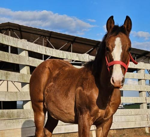 RUGER SHINING GUN X TARI DOLL DUN IT