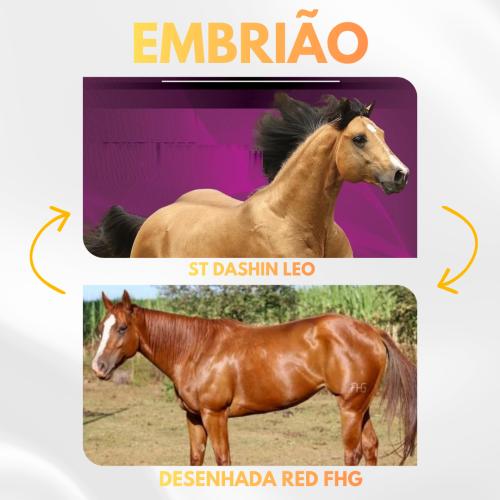 ST DASHIN LEO X DESENHADA RED FGH (Embrião Efetivado)