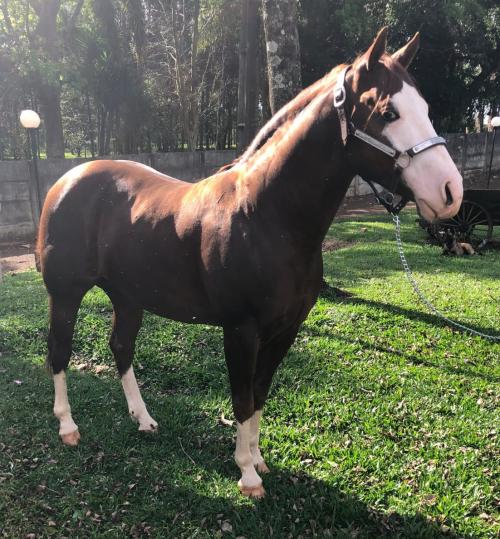 FRECKLES GUN O´LENA