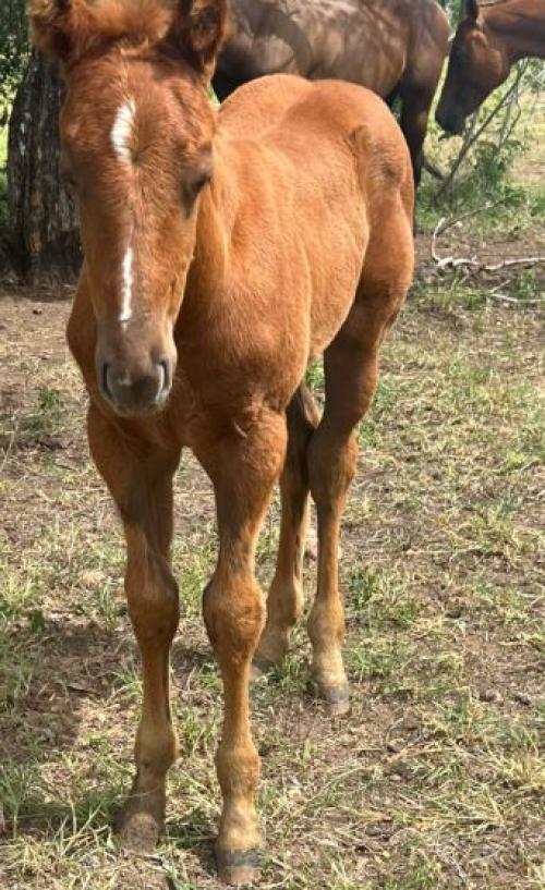 HARO REASON RMB X TELLER FERRETI MRL