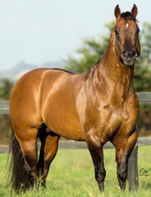 MR SUNOLENA LETTERS (1 Cobertura)