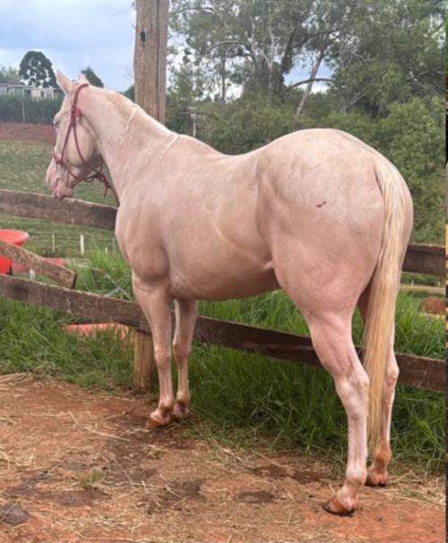 ROOSTER LEO CASH