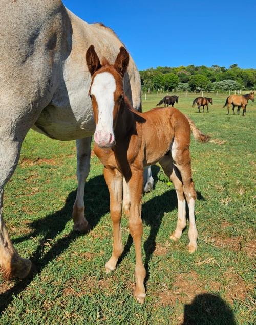 PLAY RED GUN GMW X HMJ STARLADY BADGE