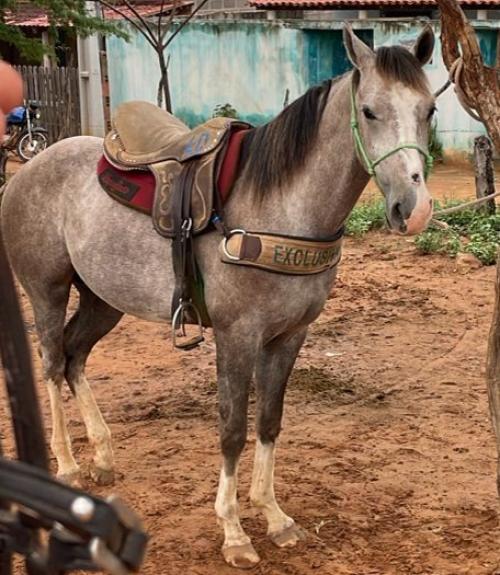 HFM BOSS PISTOL X CRISTAL