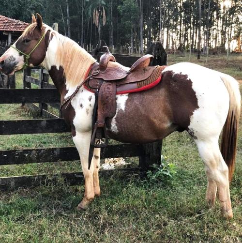 HARMONIOSO OF A DELTA FJF