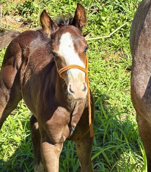 LUTZ BOY X BLUE SMART PEPTO