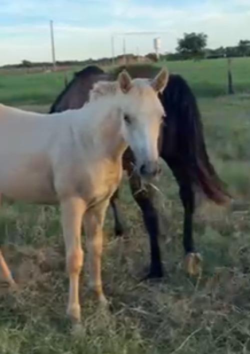 ASTRO POP EVF x SWEET LADY BOONSMAL