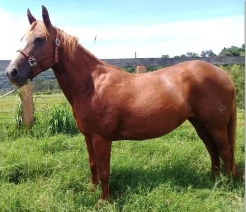 CHILLI BAYOUBOON YM (P+)