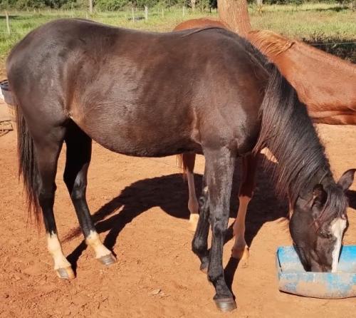 AYAH BLUEMETALIC CAT