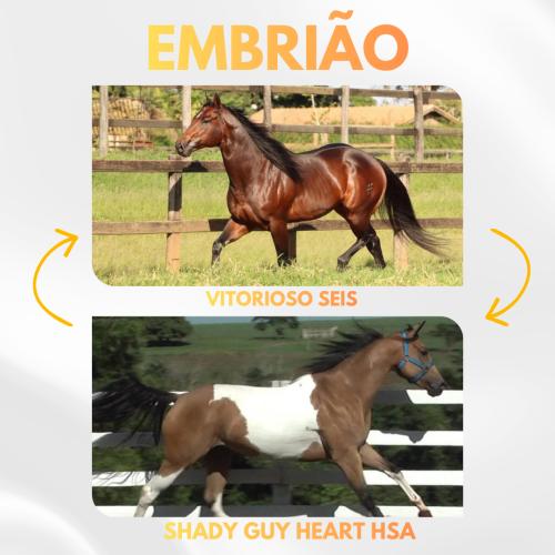 VITORIOSO SEIS x SHADY GUY HEART HSA (Embrião a efetivar)