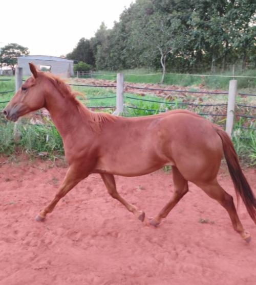 PRINCE FIREWATER HTT X MERRY LIDER