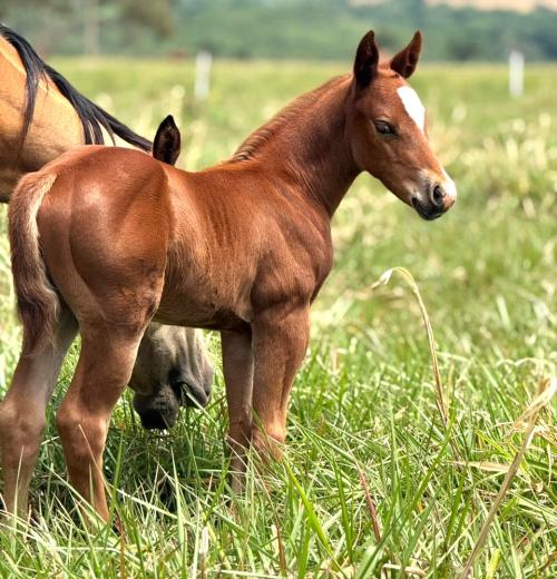 SHADY FAST BARON H2M X NINA DEL SHINE