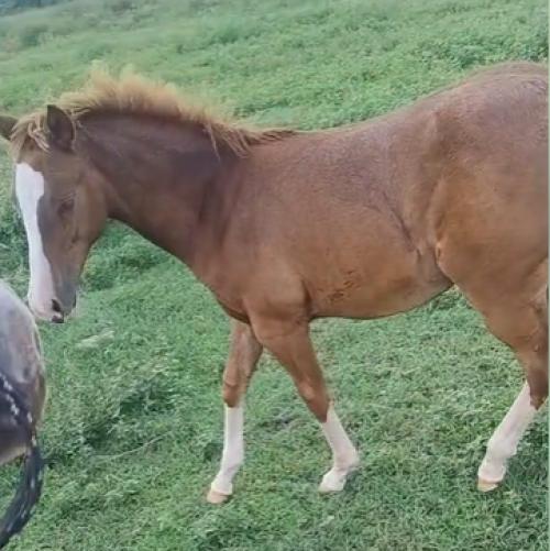 MJ ROOSTERS GUN X CHIC PRETTY LENA