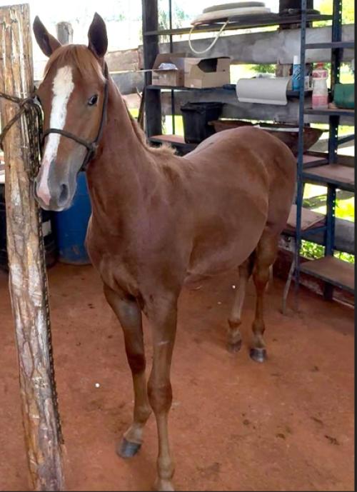 MRT BALBOA IN CARTEL