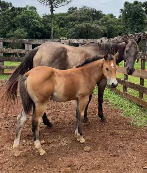 TORMENTA MOON DECK (Lote 3 em 1)