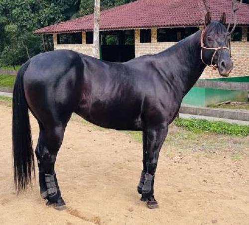 JAMBO MOOSE JIBF (1 Cobertura)