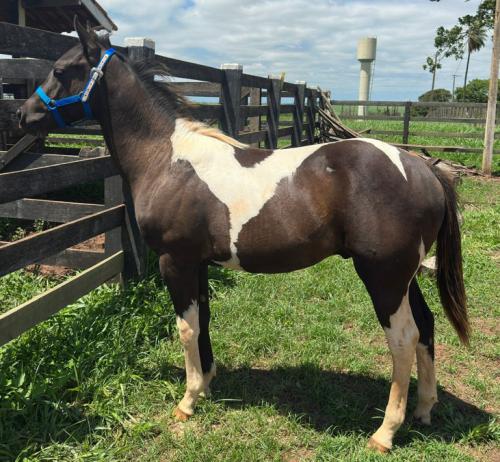 PEPPY IN BLACK KALIMAN